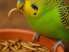 Giant Mealworm