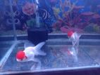 Giant size Thailand imported Red cap oranda goldfish for sell