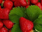 Giant Strawberry Seeds For gardening