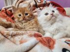 Ginger&White Cats