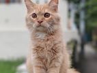 Ginger color cat
