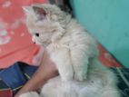 Ginger Colour Male Persian Cat