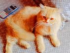 Ginger colour pure Persian cat