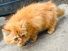 Ginger colour traditional Persian cat