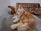 Ginger female parsian cat