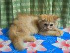 Ginger Female Persian Kitten