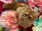 Ginger Male