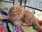 ginger male kitten