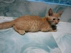 Ginger Male Mixed Breed Cat