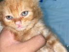 Ginger male persian cat baby