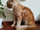 Ginger Male Persian Cat