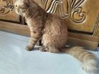 Ginger Male Persian