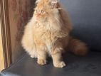 Ginger Male Persian