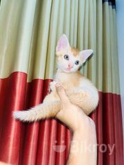 Mixed Breed Ginger Female Kittens For Sale Mixed Breed Kittens For