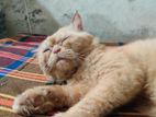 Ginger Parsian Cat