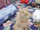 Ginger Persian Adult Female Cat