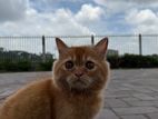 Ginger Persian Cat