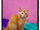 Ginger Persian cat sell
