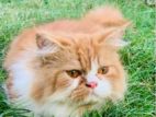 Ginger Persian Cat