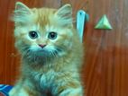 Ginger Persian Cat