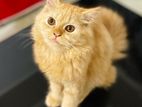 GINGER PERSIAN FEMALE KITTEN CAT