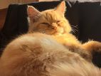 Ginger Persian Male Cat