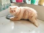 Ginger Persian Male Cat on Hit