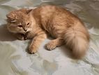 Ginger pure persian cat (female)