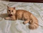 Ginger pure persian cat (female)