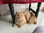 Ginger Pure Persian