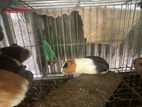 Ginipic Running Pair