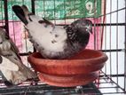 গিরিবাজ কবুতর