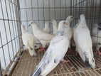 গিরিবাজ কবুতর