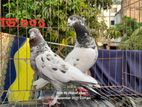 গিরিবাজ কবুতর