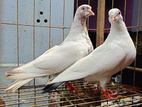 Giribaaz running pair