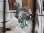 GIRIBAJ PIGEON FOR SELL