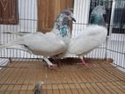 GIRIBAJ RACING PIGEON PAIR