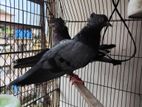 Giribuz New Adult And Baby