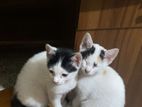 giving away two 3 month old kittens