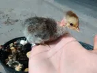 গলাছিলা মুরগীর বাচ্চা