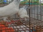 গলায় লাল রানিং সেট