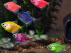 Glow Tetra Fish