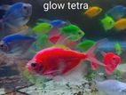 Glow Tetra Fish