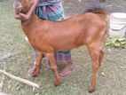 Goat chagol খাসি ছাগল