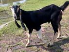 Goat for sell