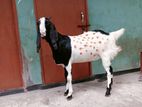 Goat For Sell