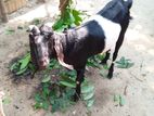 goat for sell