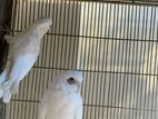 Goffin And Beared Eye Cockatoo