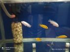 gold and snow white cichlid fish sale (6 pic 600 taka)