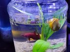 Gold fish and Betta with egg